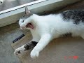 vERY fUNNY cATS 17