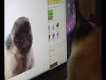 Cat Watching Dog Screen Clean
