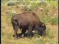kiowa-buffalo-song.html
