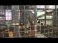 Wildlife for sale at Malaysia zoos