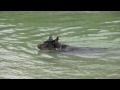 See video