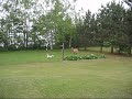 Bambi_Scruffy.wmv Bambi_Scruffy.wmv