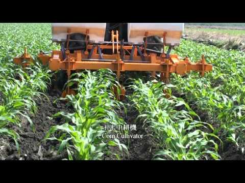 how to fertilize corn by hand
