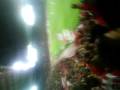 Olympiakos-Mpenfika 5-1  Ante geia