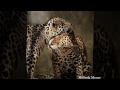 Watch test