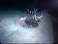Red Sea Highlights Part 4 Red Sea Highlights Part 4