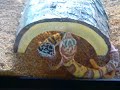 Meet the Leopard Geckos!