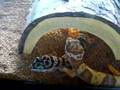 Meet the Leopard Geckos!