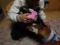 Click here to watch this video 柴犬もどきの華♪ 取れない～(TωT)