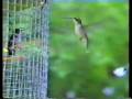 hummingbirds
