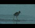 Tureluur - Common redshank - Tringa totanus - Rotschenkel