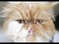 Kucing garong