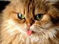 Kucing garong