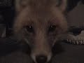 Nick and a Total Fox!