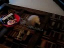 Jenna the Westie running around with her giraffe.