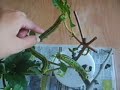 White Lined Sphinx moth larva in tanks