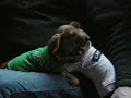  Funny cute Singing Dauschund Puppies puppy doxie fight play hotdog vicious attack killers hound dog silly
