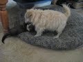 Fenway playing