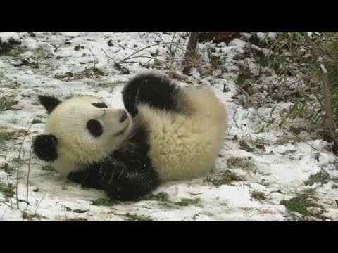 Tierpark Schnbrunn: 18 Monate alte Panda-Zwillinge zwirbeln in Wien durch den Schnee