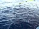 Dorado fishing with Uncle Joe :-) Dorado fishing with Uncle Joe :-)