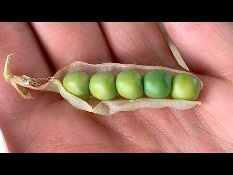 video-linktoworks-Harvesting Pea Seeds - When Can You Harvest Peas for...