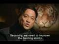 Siberian Tigers - China