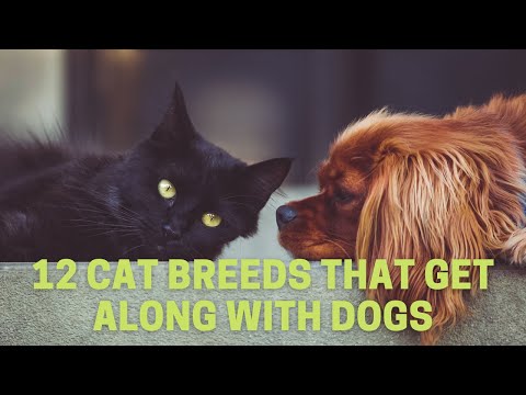 12 Cat Breeds That Get Along with Dogs | Animal Globe