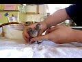 Handfeeding 7 baby cockatiels