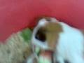 Guinea Pig babies - 3rd day after birth小葵鼠吃西瓜 