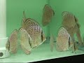 Red Spotted Green (F3) Discus Fish - Gwynnbrook Farm