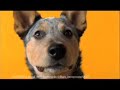Pedigree Commercial- mmmm... Bones