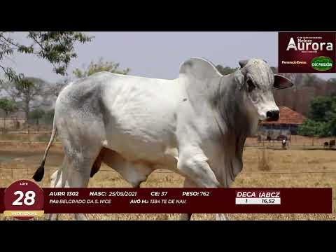 4� De Olho na Fazenda - NELORE AURORA participa��o Chico Paulic�ia