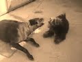 Shitsu Vs Pitbull