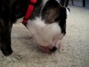 Pugsley - Bulldog eating string cheese