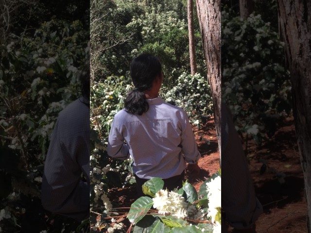 quá trình ong đi lấy phấn 1 quá trình ong đi lấy phấn 1