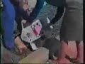Cat Goes Crazy
