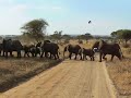 Tarangire Elephant Crossing1