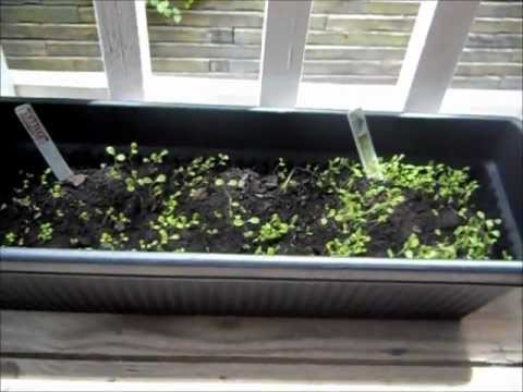 how to grow lettuce from a seed