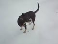 DOG QUOTES NIETZSCHE