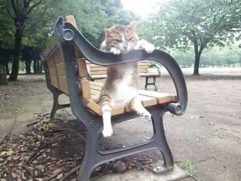 Un gatto seduto comodamente Un gatto seduto comodamente