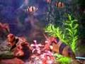 Large Clown loaches in a 125 gallon tank.
