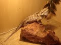 Click here to watch this video Bearded Dragon and Starred Agama