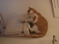 he can flush too! (=^..^=)
