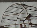 CURIÓ CORINGA