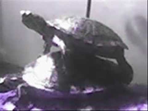 `Germicide's Profile Video