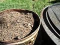 Planting gooseberry bush Planting gooseberry bush