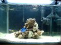 Beginner Nano tank by JN23 Beginner Nano tank by JN23
