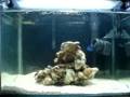 Beginner Nano tank by JN23