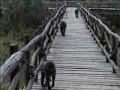 baboons-vs-tourists-on-safari-samburu-lodge-kenya.html