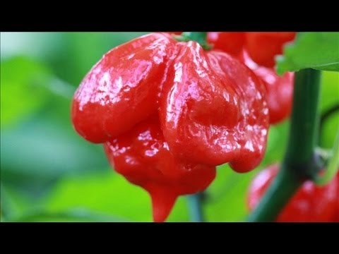 The Hottest Peppers on Earth: Are You Tough Enough?